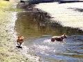 LittleMan-Ginger-pond-dog