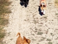 MiniPak-Lola-LM-Rey-Ginger-dog